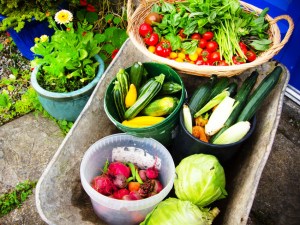 the veggies arriving from the garden
