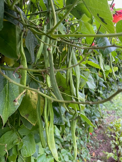 beans | Lettercollum Kitchen Project